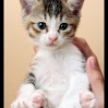 IzanKitten02.jpg