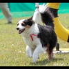 NDW08_Agility_11.jpg