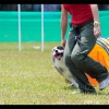 NDW08_Agility_13.jpg