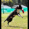 NDW08_Dogs_38.jpg