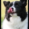 NDW08_Dogs_40.jpg