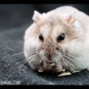 Rabbits/Hamsters/Misc