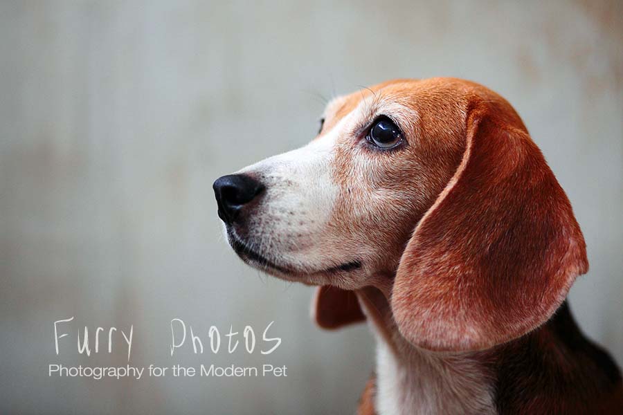 Opera the beagle, rescued from a puppy mill