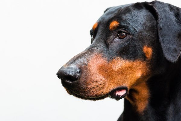 140724_boris_marci_098bw_web