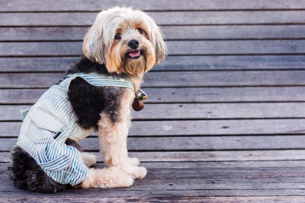 141130_bamji_042_web