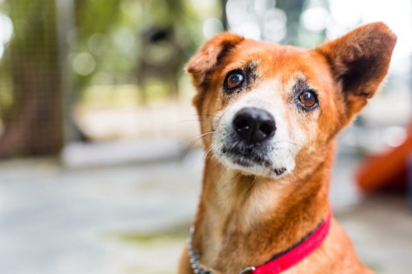 150121_cas_ah-siao_005_s