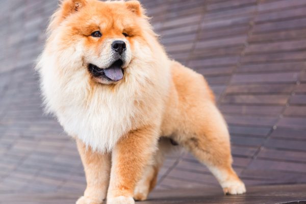 150311_genghis_082_web