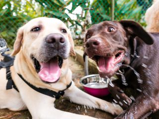 150324_frodopawty_053_web