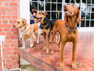 150324_frodopawty_105_web