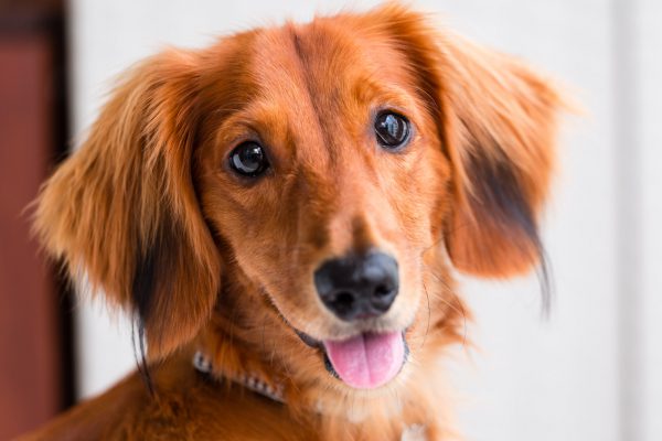 150603_wally_085_web