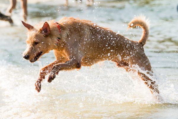 150712_suns2015_084_web