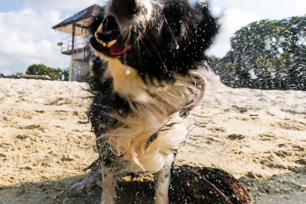 150712_suns2015_140_web