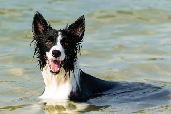 150712_suns2015_141_web