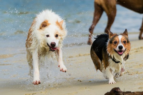 150712_suns2015_146_web