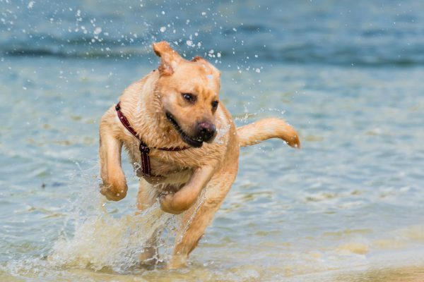 150712_suns2015_151_web