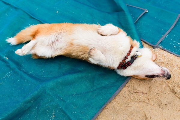 150809_sgcorgination-106_web