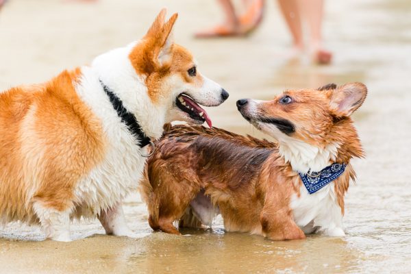 150809_sgcorgination-178_web