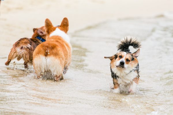 150809_sgcorgination-180_web