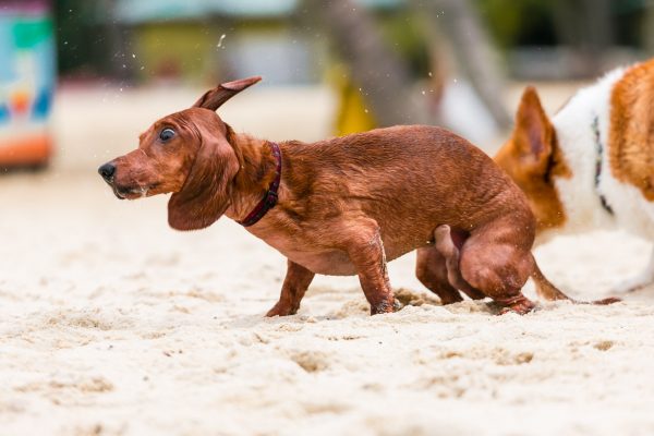 150809_sgcorgination-218_web