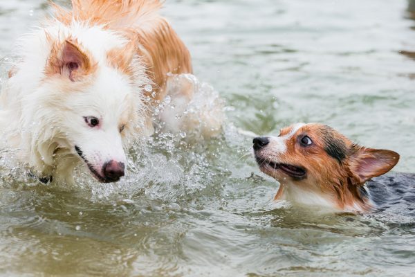 150809_sgcorgination-51_web