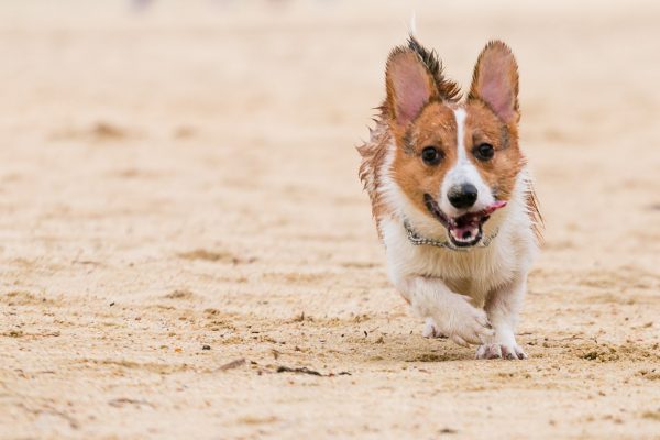 150809_sgcorgination-62_web