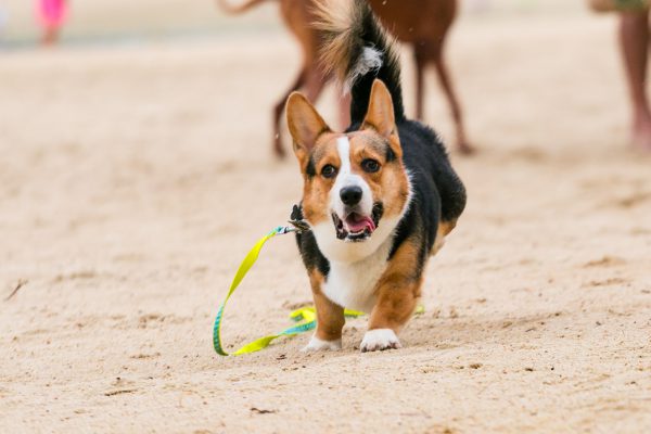 150809_sgcorgination-66_web