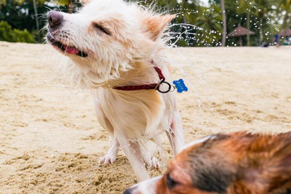 150809_sgcorgination-75_web