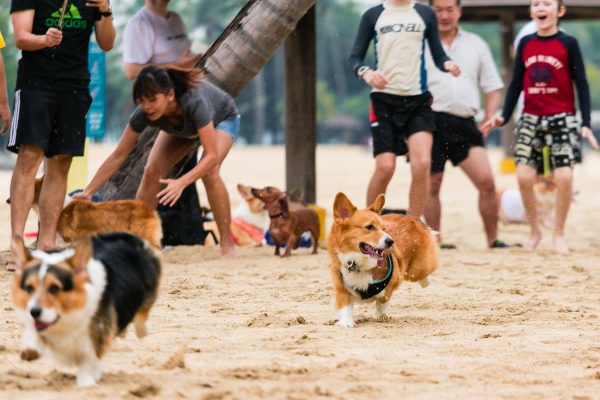 150809_sgcorgination-95_web