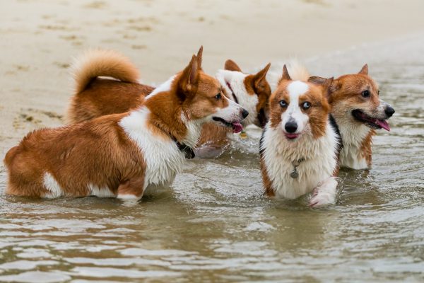 150809_sgcorgination-9_web