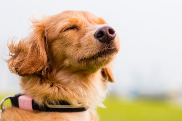 150822_nekogroup-093_web