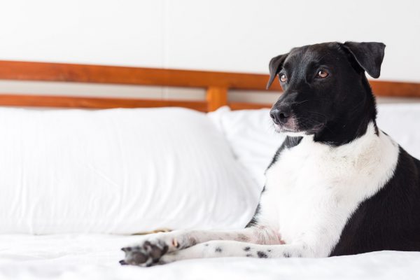 150826_eva_diandian-103_web