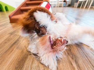 151220_wr_fredsnop-133_web