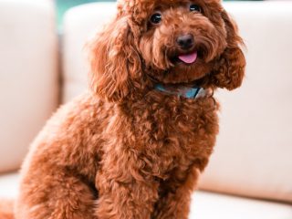 160103_harley-008_web