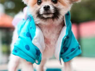 160103_harley-045_web