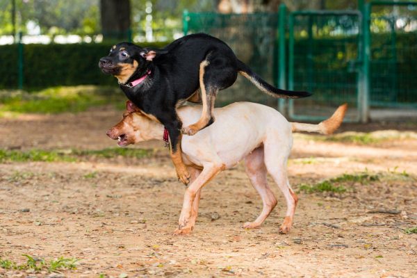 160124_mishti_nimky-058_web