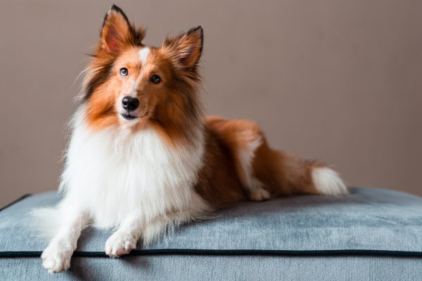 160424_pippy-078_web