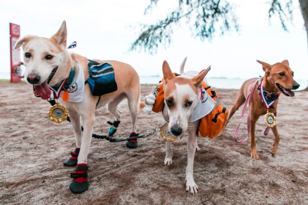 160709_nekojam-126_web