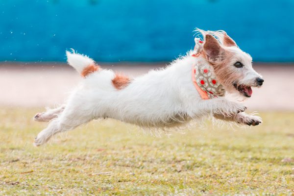 160831_sam_pecan-007_web