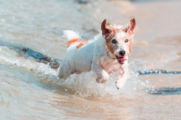 160831_sam_pecan-047_web