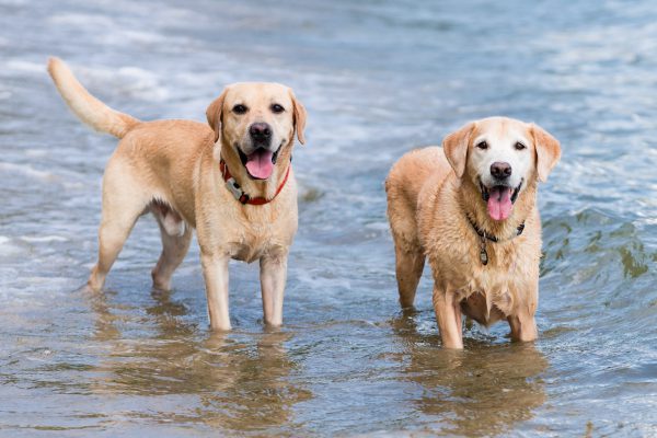 161113_flapsfrodo-003_web