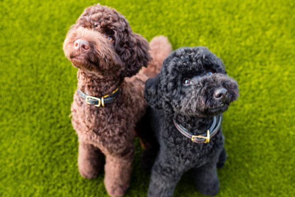 170116_Leo_Charlie-031_web