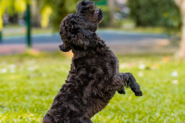 180318_Scoopy-043_web