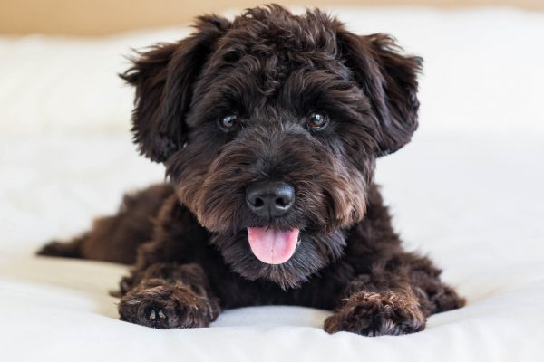 180318_Scoopy-097_web