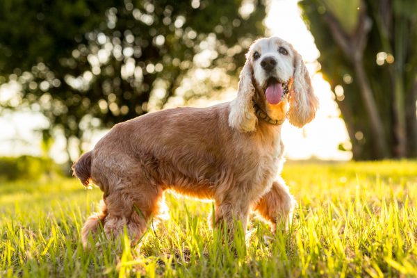 180425_Dumbo-068_web