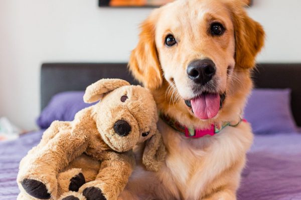 180822_Nugget-100_web