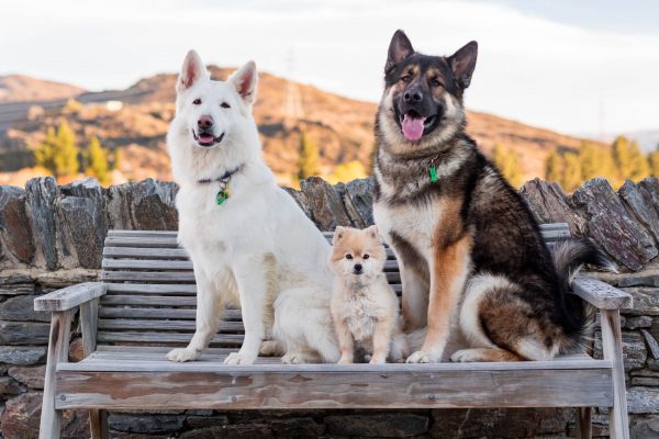 180827_2halfWolves-046_web