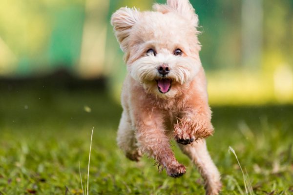 180923_Buddy_Biscuit-008_web