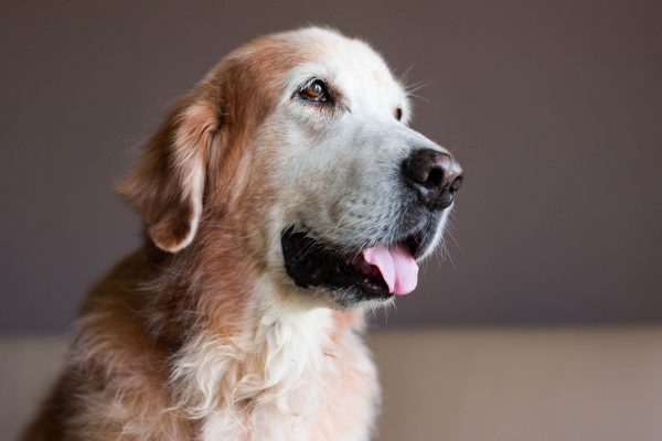 180923_Buddy_Biscuit-056_web