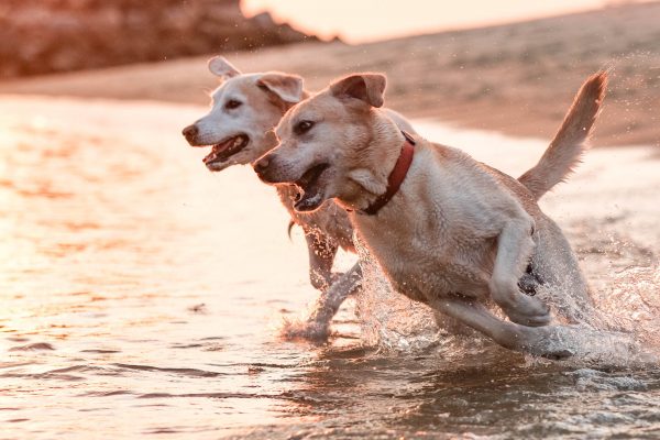 180924_Flaps-176_web