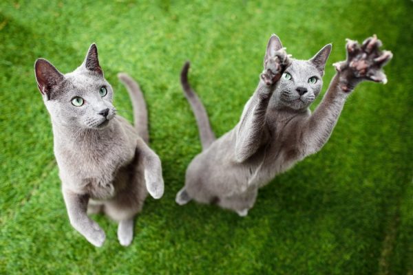 130407_bubba_bleu_040